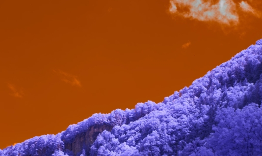 The Future of Urban Farming: Cultivating Sustainability in Metropolis